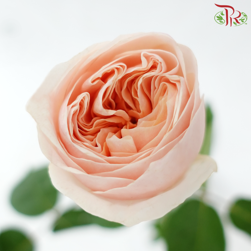 Rose Juliet 《朱丽叶玫瑰》