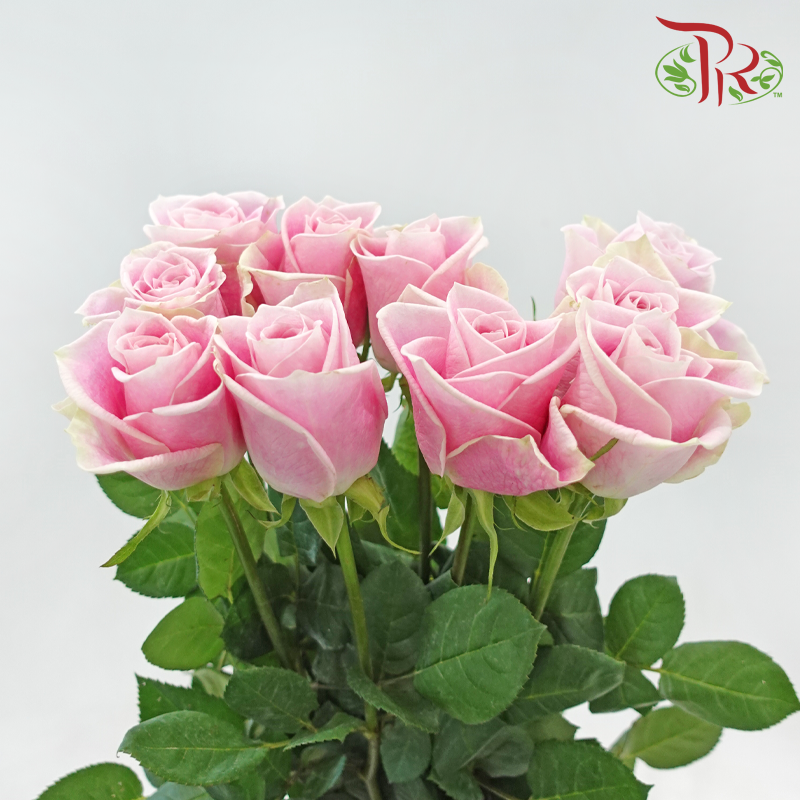 Rose 《玫瑰》