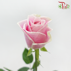 Rose 《玫瑰》