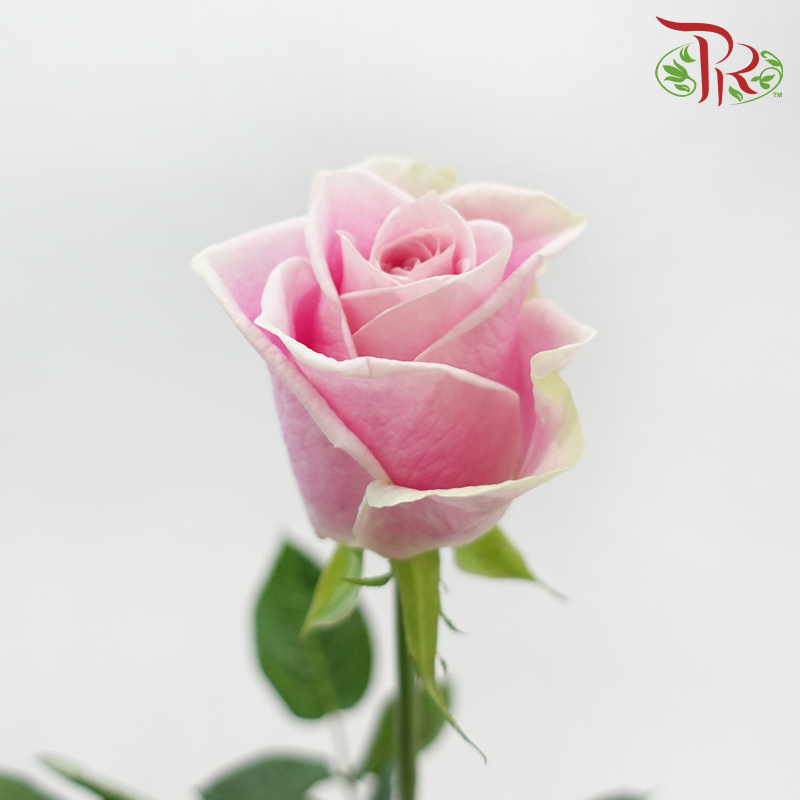 Rose 《玫瑰》