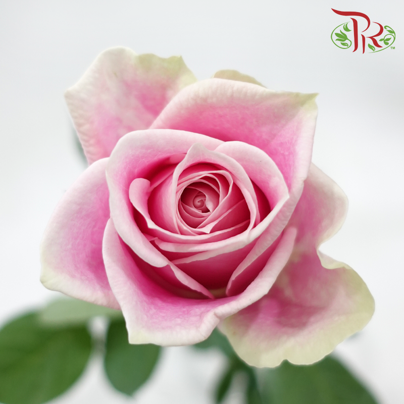 Rose 《玫瑰》