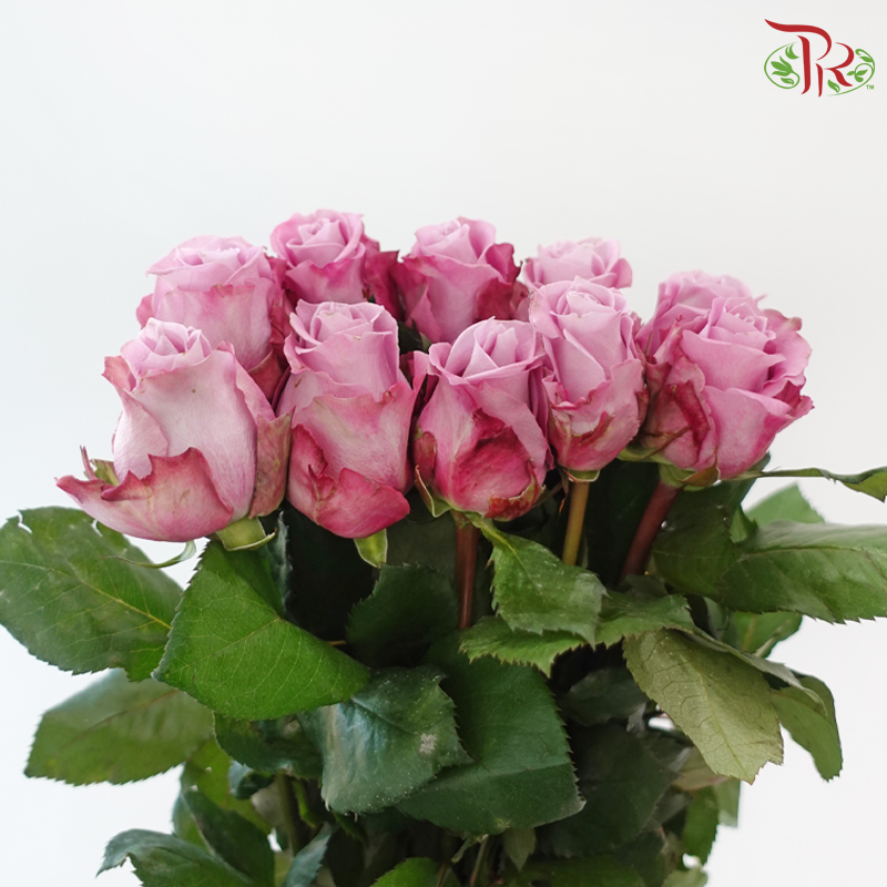 Rose 《玫瑰》