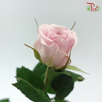 Rose 《玫瑰》
