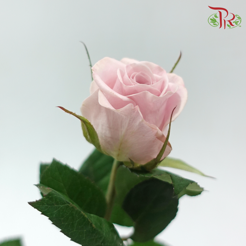 Rose 《玫瑰》