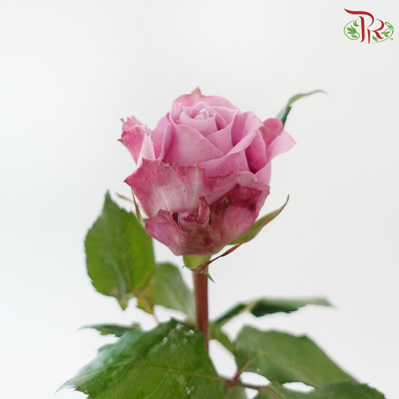 Rose 《玫瑰》