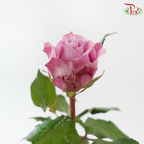 Rose 《玫瑰》