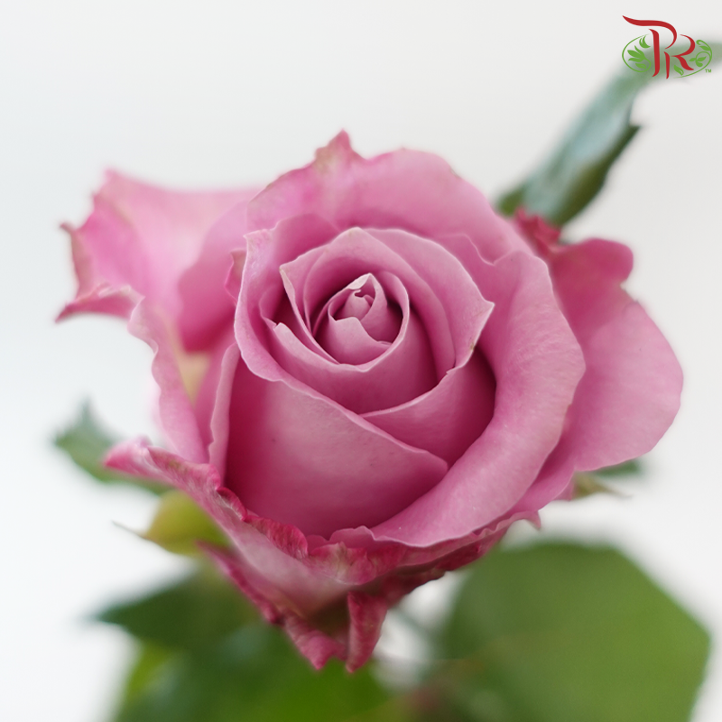 Rose 《玫瑰》