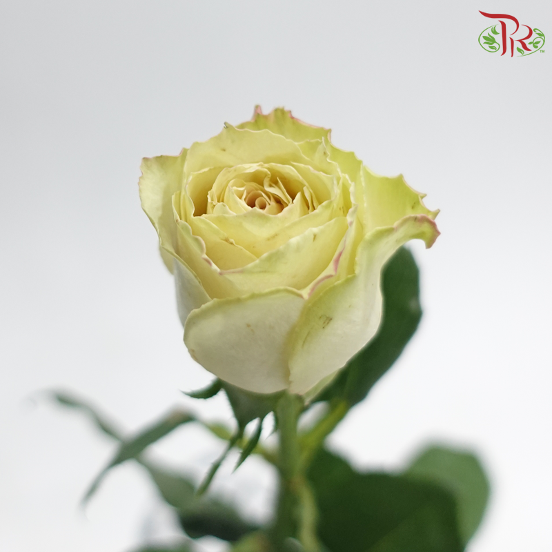 Rose 《玫瑰》
