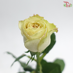 Rose 《玫瑰》