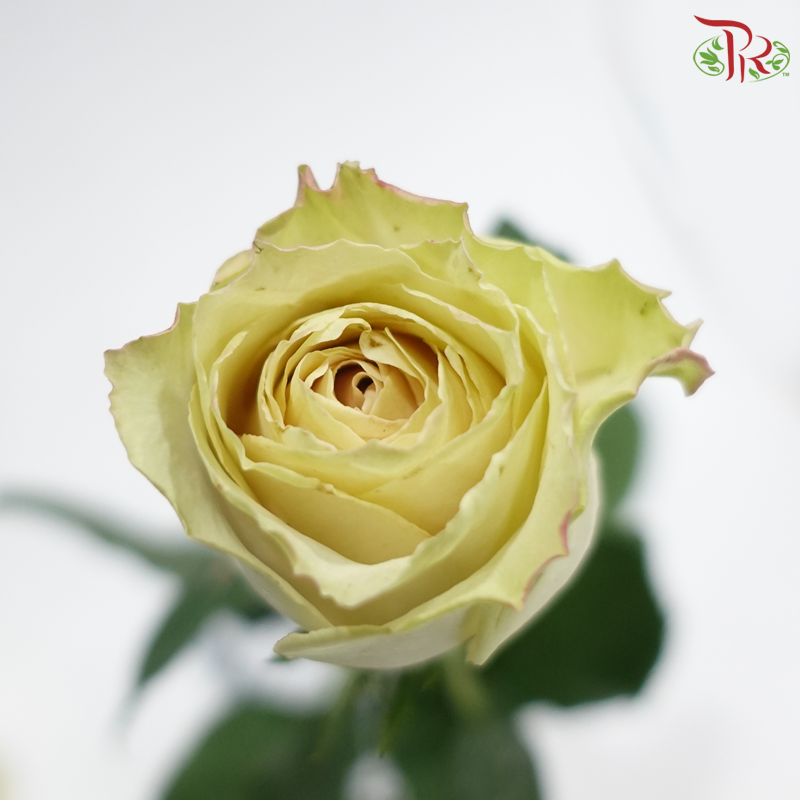 Rose 《玫瑰》