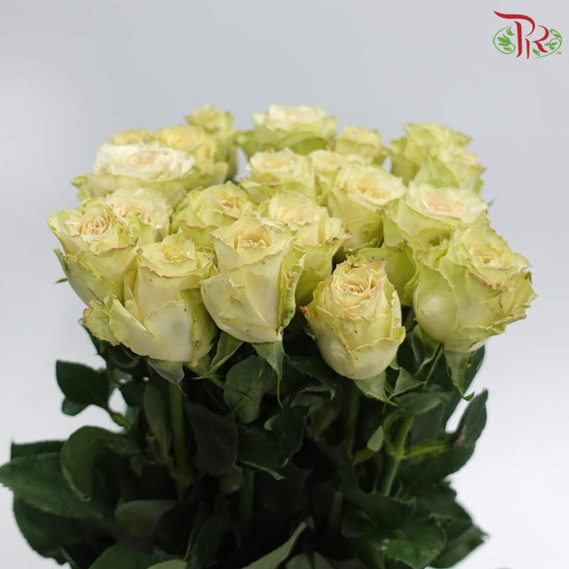 Rose 《玫瑰》