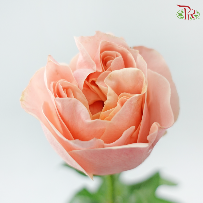 Rose 《玫瑰》