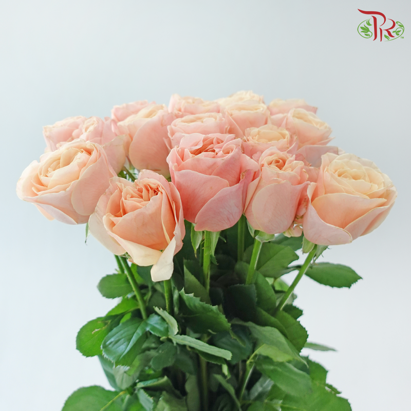 Rose 《玫瑰》