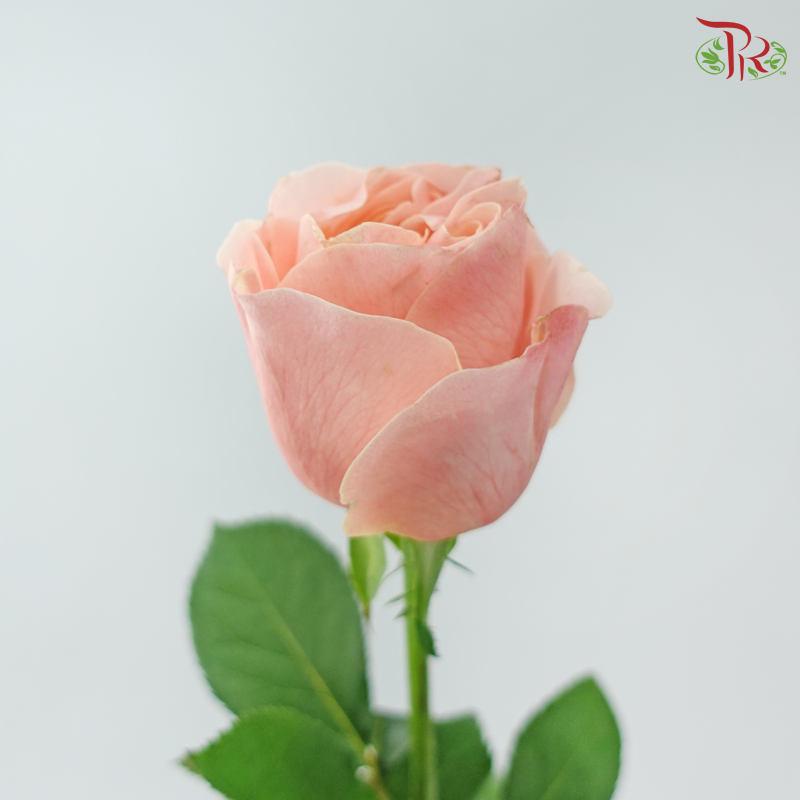 Rose 《玫瑰》