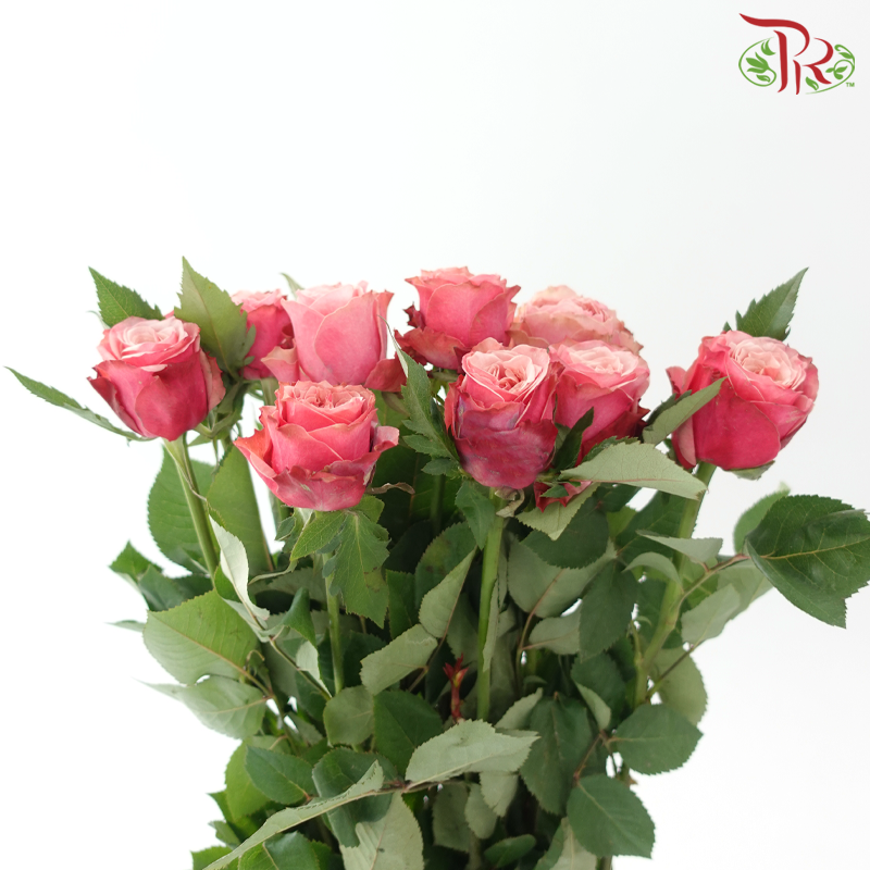 Rose 《玫瑰》