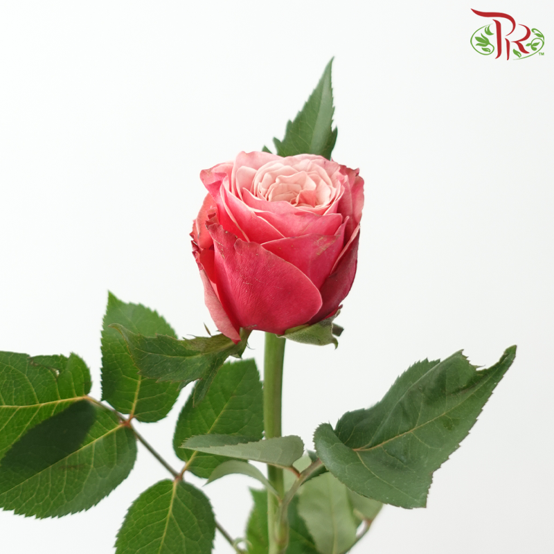Rose 《玫瑰》