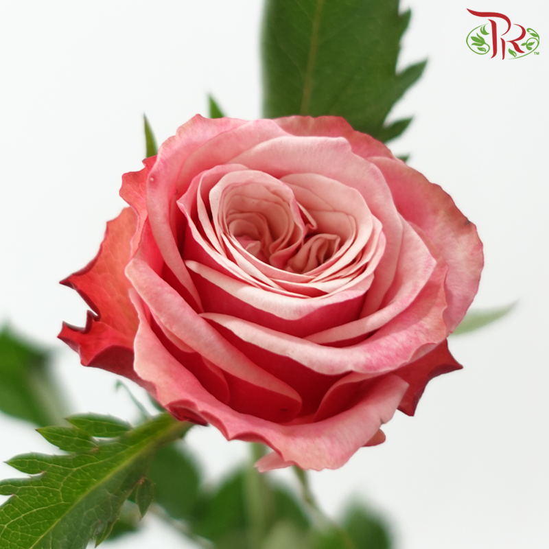 Rose 《玫瑰》