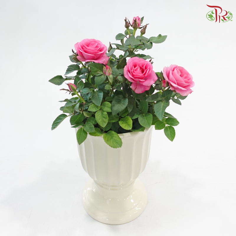 Blossom Beauty (Plant + Pot Combo) (Random Choose Rose Color)