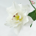 Rose Lily 3+ 《重瓣百合》