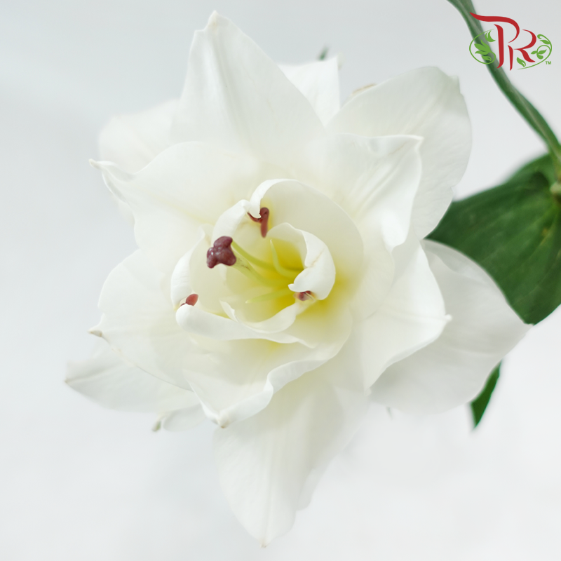 Rose Lily 4+ 《重瓣百合》
