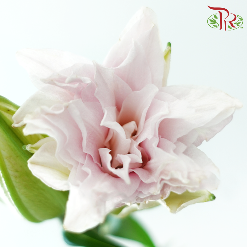 Rose Lily 3+ 《重瓣百合》
