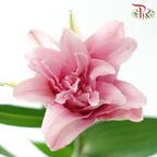 Rose Lily 3+ 《重瓣百合》