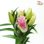 Rose Lily 3+ 《重瓣百合》