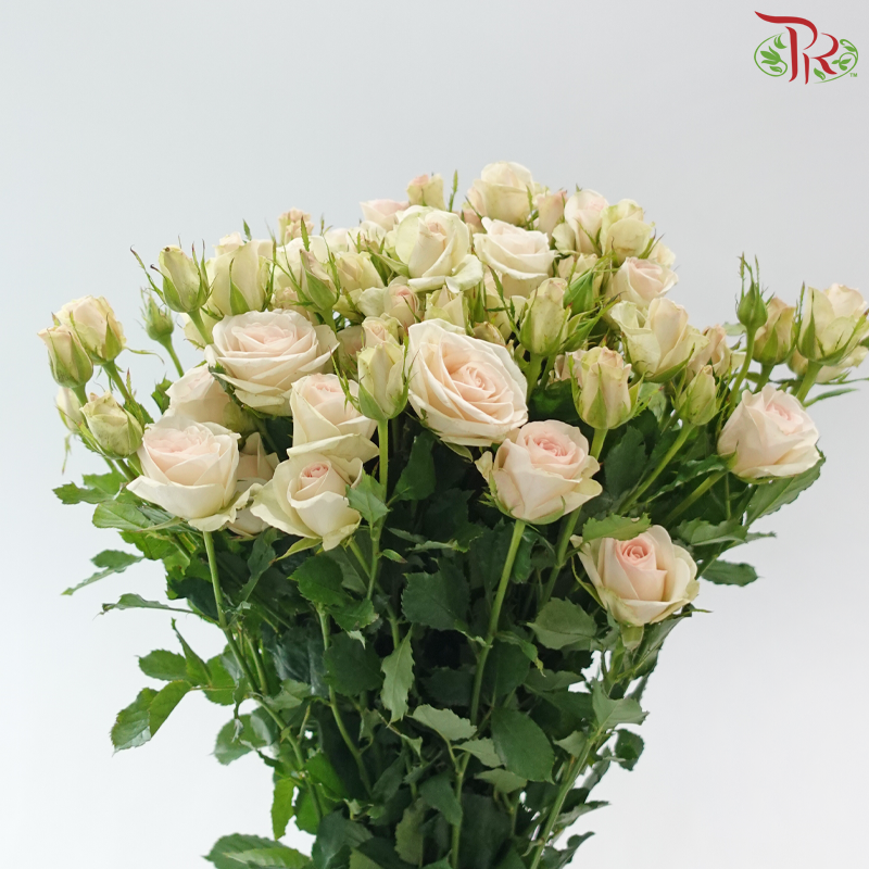 Rose Spray 《多头玫瑰》
