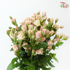 Rose Spray 《多头玫瑰》