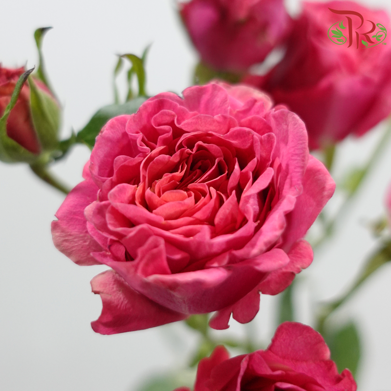 Rose Spray 《多头玫瑰》