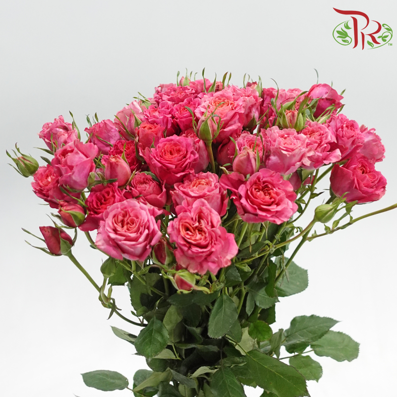 Rose Spray 《多头玫瑰》