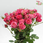 Rose Spray 《多头玫瑰》