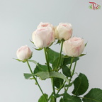 Rose Spray Kupi