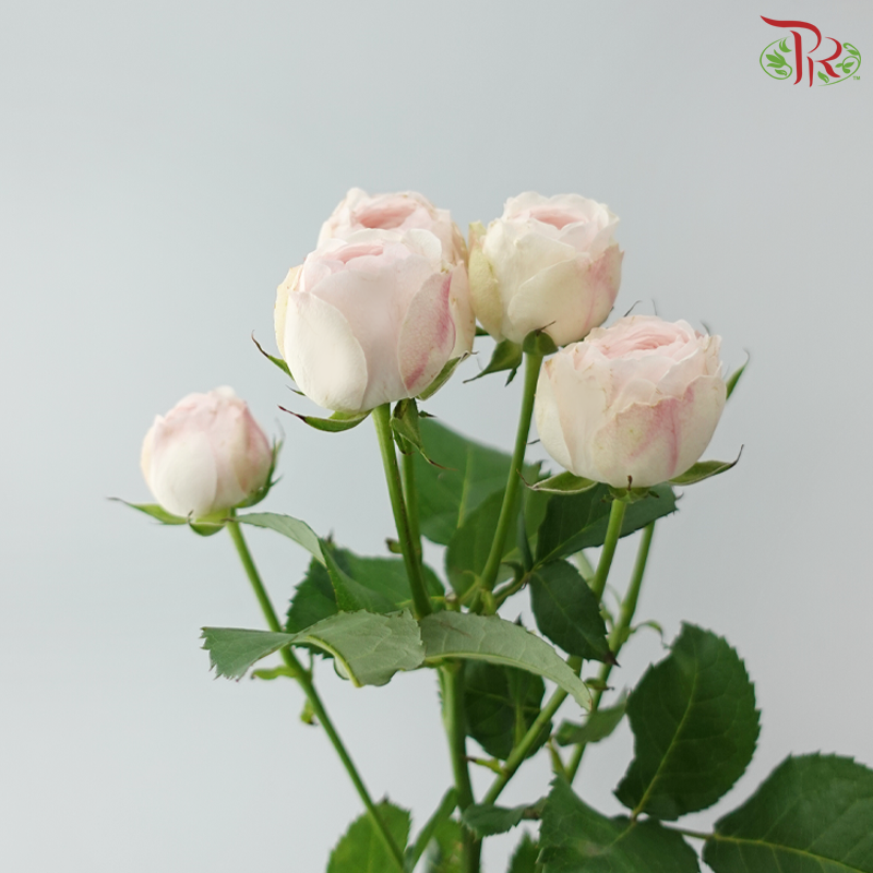 Rose Spray Kupi