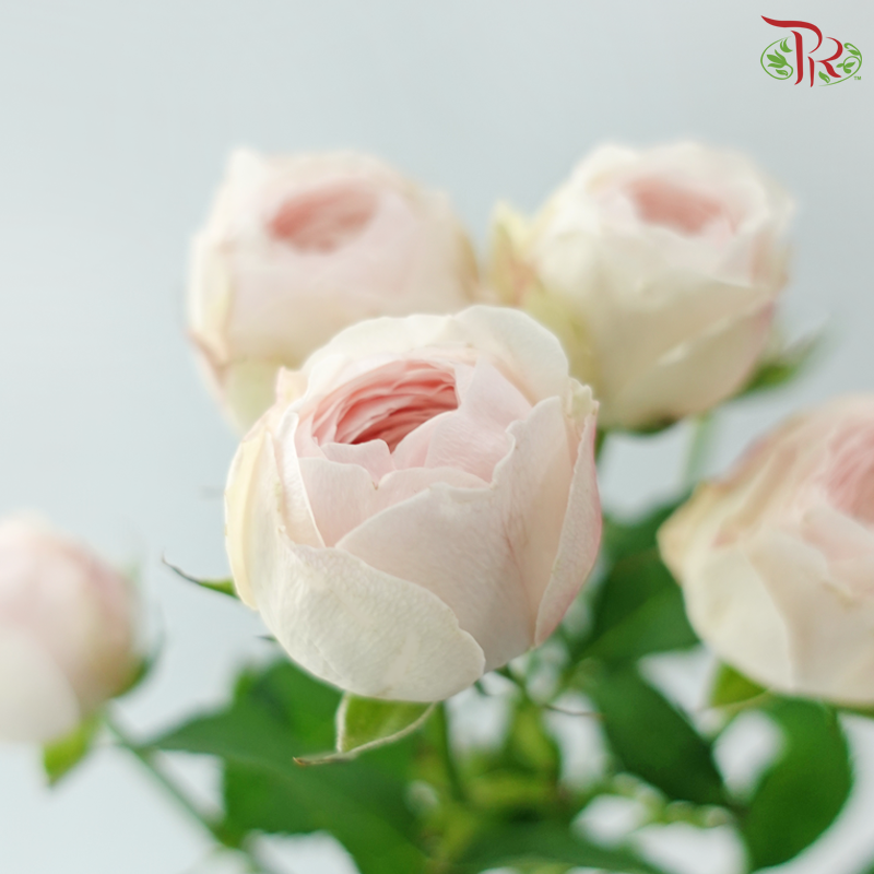 Rose Spray Kupi
