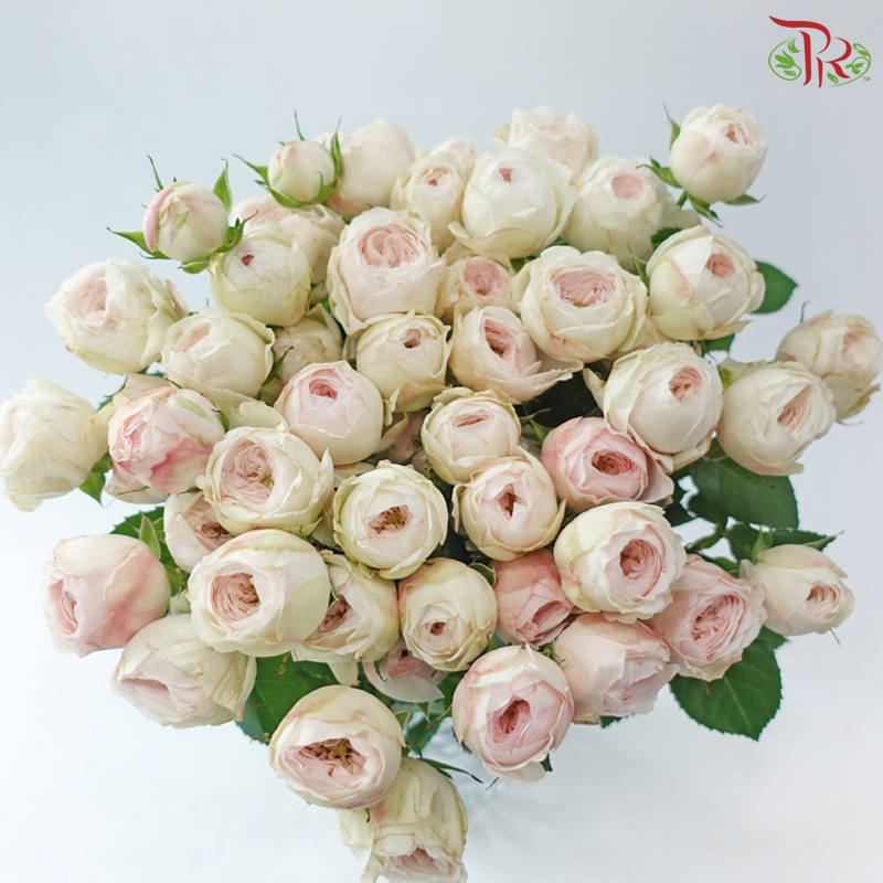 Rose Spray Kupi