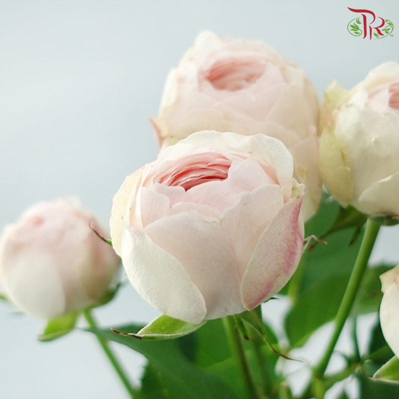 Rose Spray Kupi