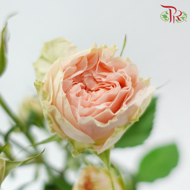 Rose Spray