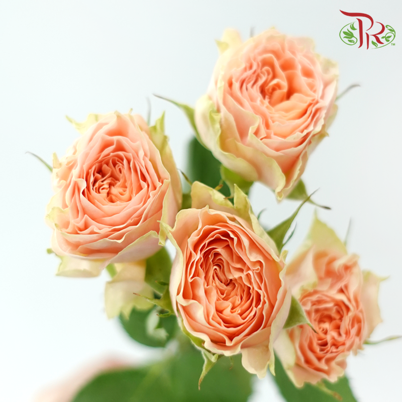 Rose Spray