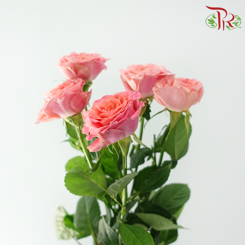 Rose Spray 《多头玫瑰》