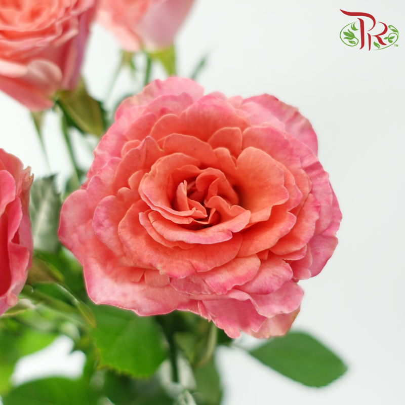 Rose Spray 《多头玫瑰》