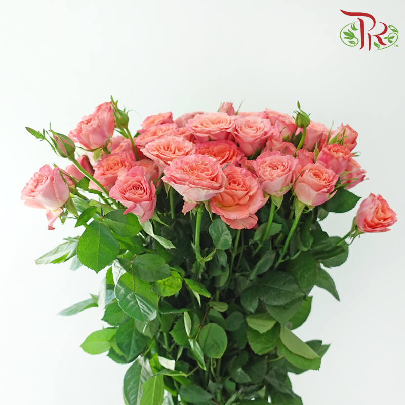 Rose Spray 《多头玫瑰》