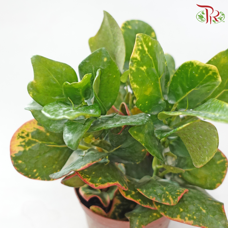 Round Leaf Croton P110《变叶木》