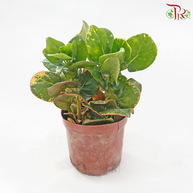 Round Leaf Croton P110《变叶木》