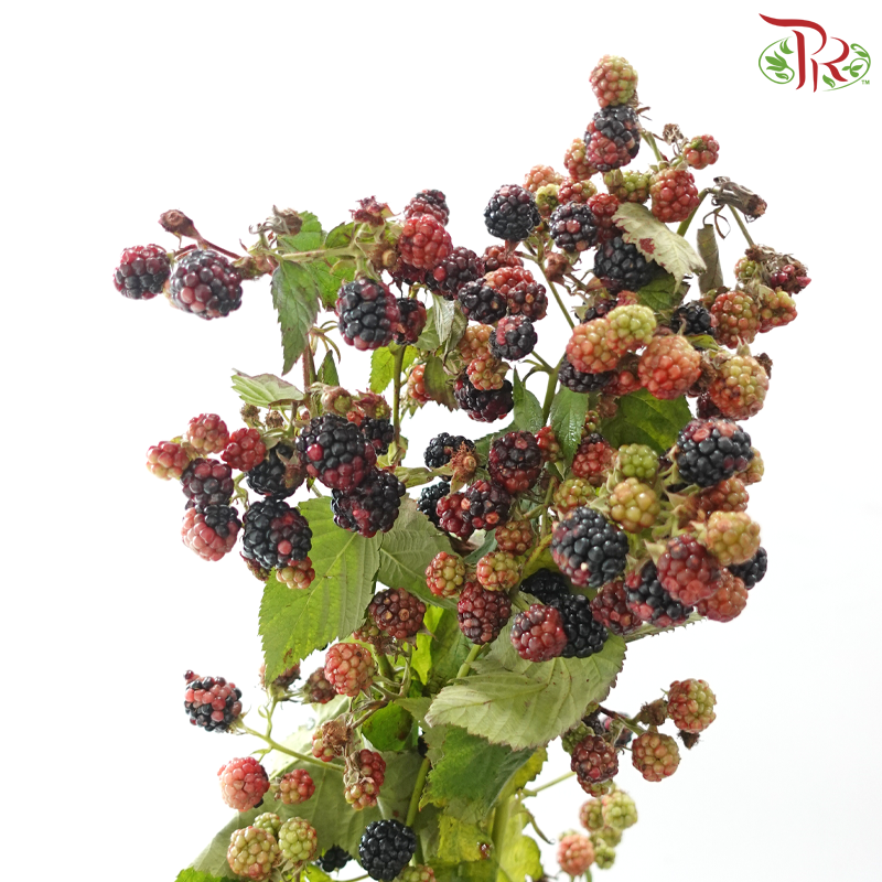 Rubus