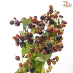 Rubus