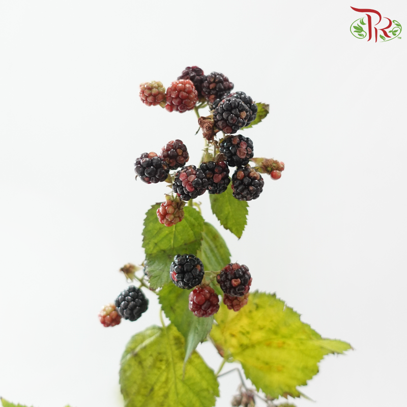 Rubus