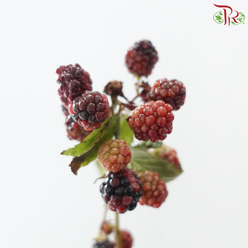 Rubus