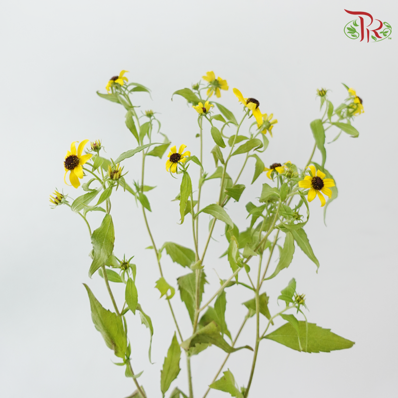 Rudbeckia