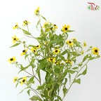 Rudbeckia